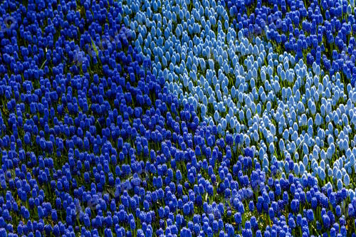 Preview: purple blau little flowers on the background of fresh spring field