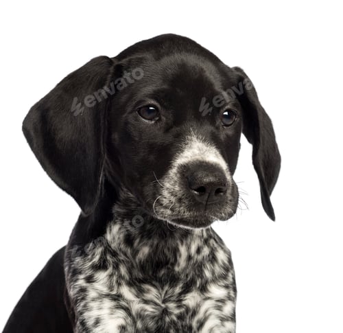 Preview: German Shorthaired Pointer, 10 weeks old, close up against white background