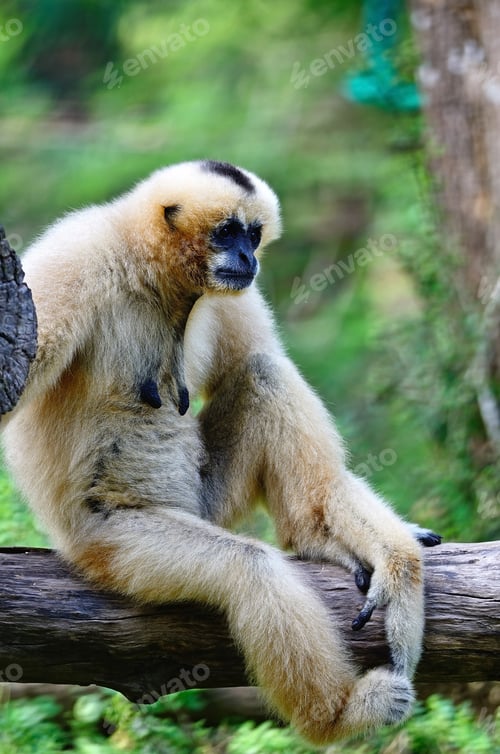 Preview: Gibbon