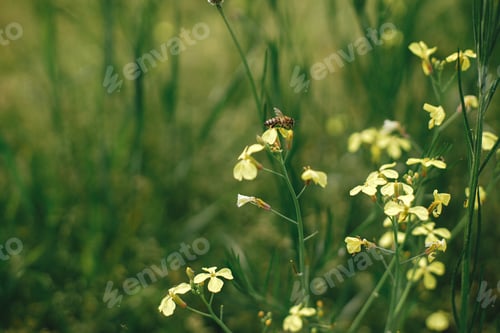 Preview: Bee pollinating wildflowers in summer field