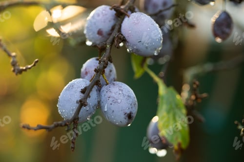 Preview: fresh ripe plums in tree