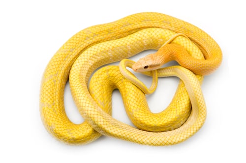 Preview: Beauty rat Snake albino isolated on white background