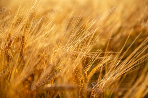 Preview: Beautiful bright yellow orange wheat in a wheat field. Photo, wallpaper