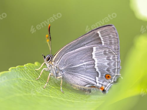 Preview: Purple hairstreak butterfly