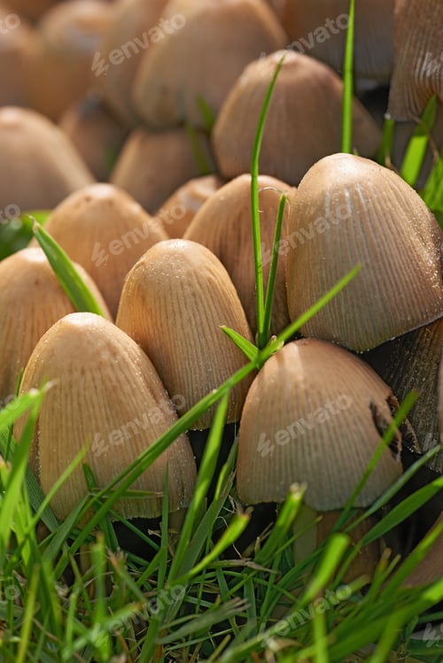 Preview: Beautiful and tasty Common Ink Cap