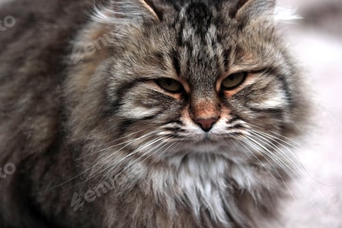 Preview: fat and beautiful cat