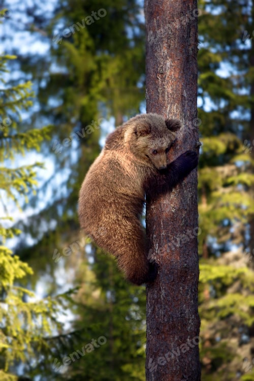 Preview: Vertical shot of a grizzly bear climbing up a tree in a forest on a sunny day in Finland