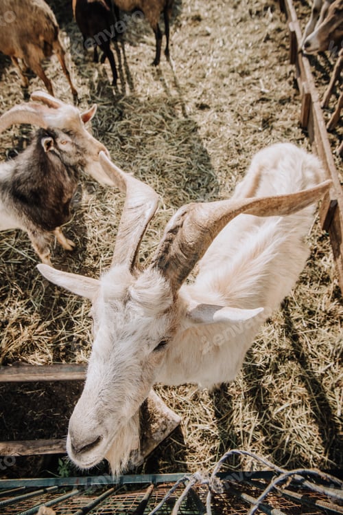 Preview: high angle view of goats grazing in corral at farm
