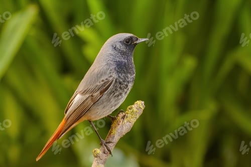 Preview: male Black redstart, Phoenicurus ochruros