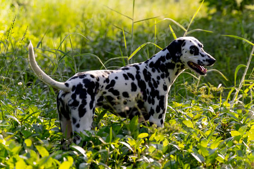 Preview: Dalmatian dog stand on little grass and bush with warm light and it look forward to interesting