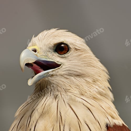 Preview: Brahminy Kite