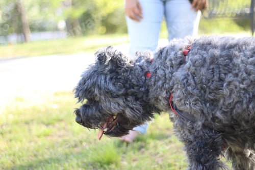 Preview: Walking dog in park