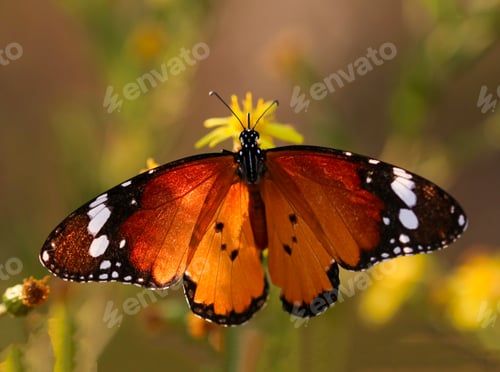 Preview: Sultan butterfly on plant ; Danaus chrysippus butterfly
