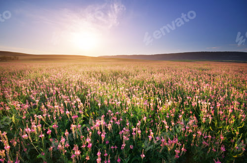 Preview: Spring meadow