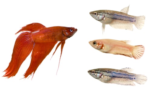Preview: Male and Female Siamese fighting fish