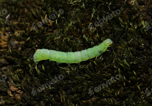 Preview: A caterpillar Operophtera Brumata