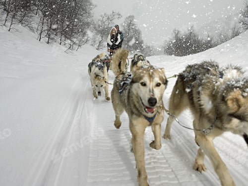 Vista previa: Couple riding a dog sled