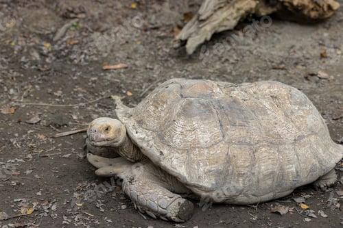 Preview: African spurred tortoise in zoo park