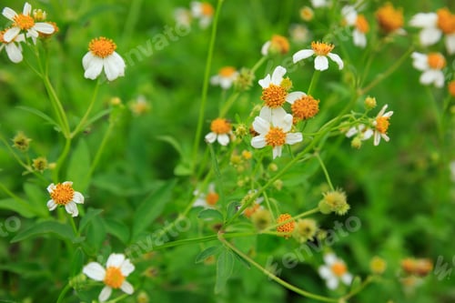 Preview: Beautiful little white bidens pilosa flowers blooming in winter