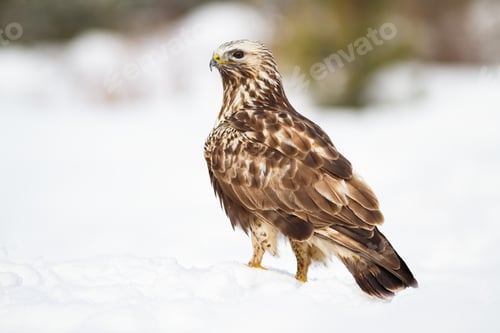 Preview: Fierce common buzzard sitting on snow in winter nature