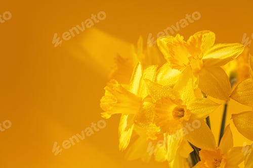 Preview: Close up of daffodils flowers on yellow background