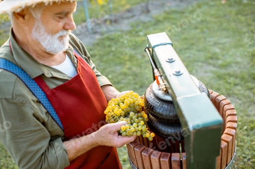 Preview: Senior winemaker with grapes near the winepress machine outdoors