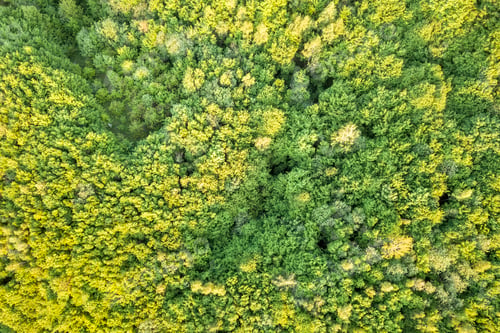 Preview: Top view of green forest on sunny spring or summer day. Drone photography, abstract background.