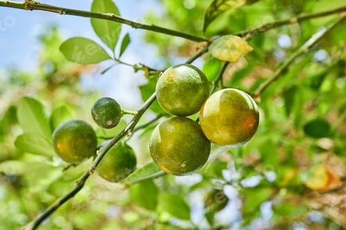 Preview: Beautiful and fresh green unripe tangerines on a branch in the summer against the blue sky