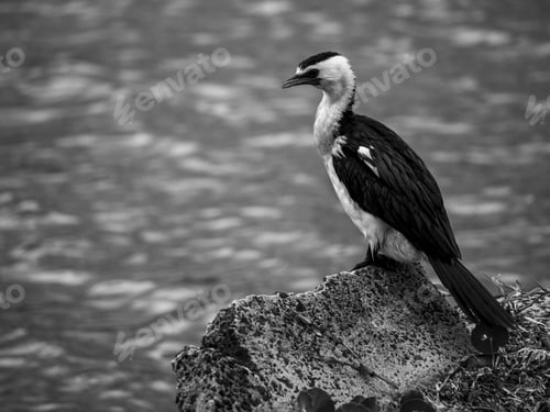 Preview: a bird on top of some rocks near water on a rocky shore