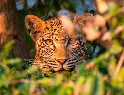 Preview: A leopard's head, Panthera pardus, alert, looking through leaves