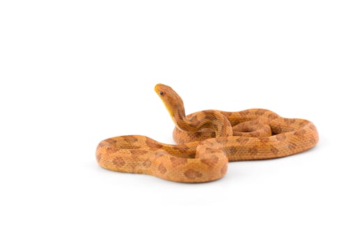 Preview: Aggressive Rat snake attack pose isolated on white background