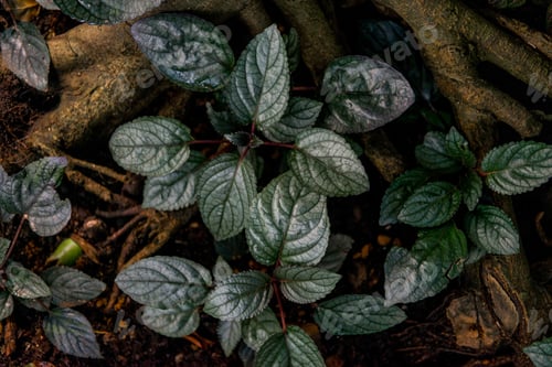 Preview: close up view of green leaves near bottom of tree