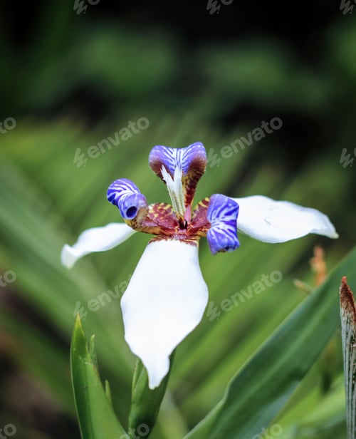Preview: Macro shot of a beautiful walking iris surrounded by green leaves during daylight