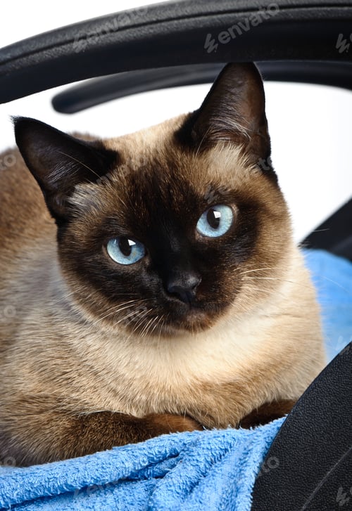 Preview: siamese cat closeup