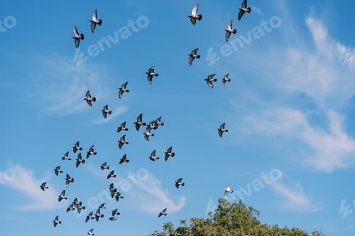 Preview: Flock of pigeons flies in the blue sky over a green park