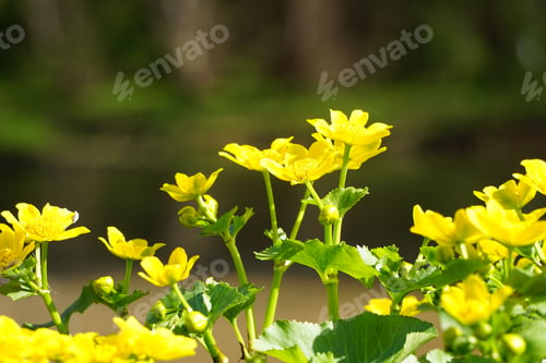 Preview: Vibrant and lush scene featuring an array of small Marsh Marigold flowers