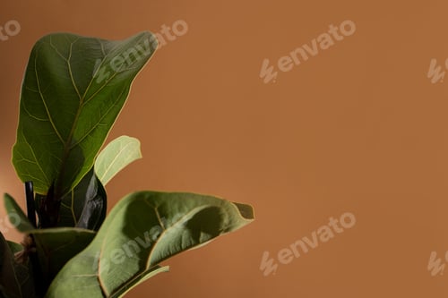Preview: Green leaves of Fiddle Fig or Ficus Lyrata.popular ornamental tropical houseplant on brown
