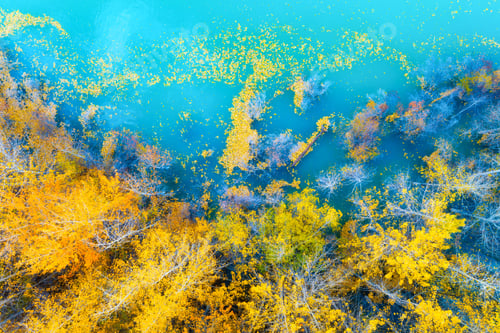 Preview: Aerial view. Birch forest in turquoise water. Lake and tree. Natural scenery in fall time.