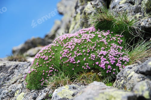 Preview: a pillow of pink Androsace, commonly known as rockjasmine