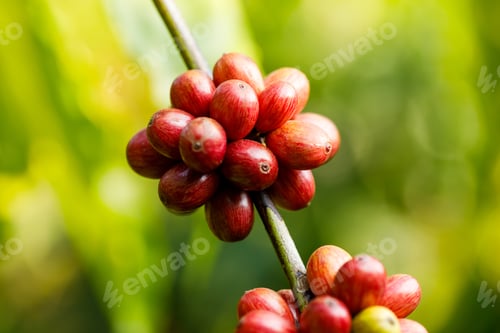 Preview: Robusta Coffee beans ripening on tree in North of thailand