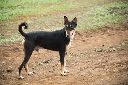 Preview: Happy and active dog outdoors.