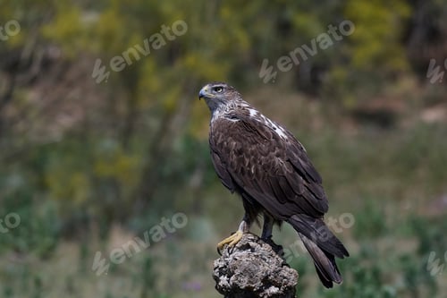 Preview: Bonellis eagle (Aquila fasciata)