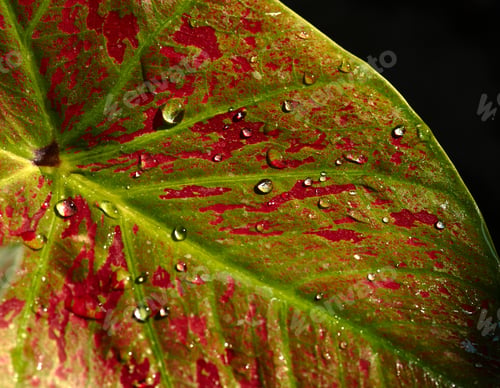 Preview: Water drops on the vivid color leaf