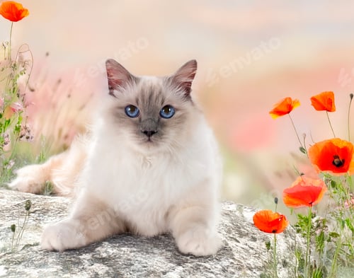Preview: birman cat in nature