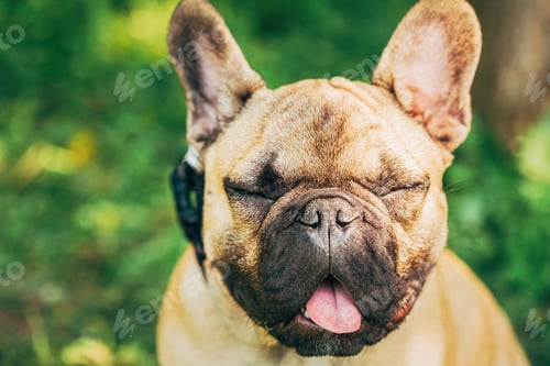 Preview: Funny Portrait Of Pet Dog French Bulldog With Closed Eyes