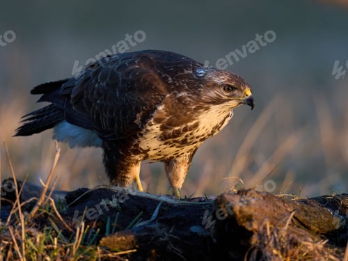 Preview: Common buzzard (Buteo buteo)
