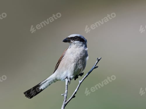 Preview: Red-backed shrike (Lanius collurio)