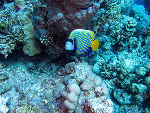 Preview: Emperor angelfish in the coral reef during a dive in Bali