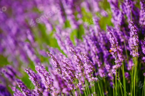 Preview: Beautiful Blooming Lavender Flowers. Summer season in Provence,