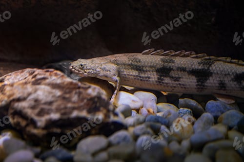 Preview: Saddled Bichir (Polypterus endlicheri) - Freshwater fish
